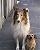 LASSIE