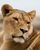 LIONESS