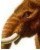 MASTODONT