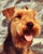 TERRIER